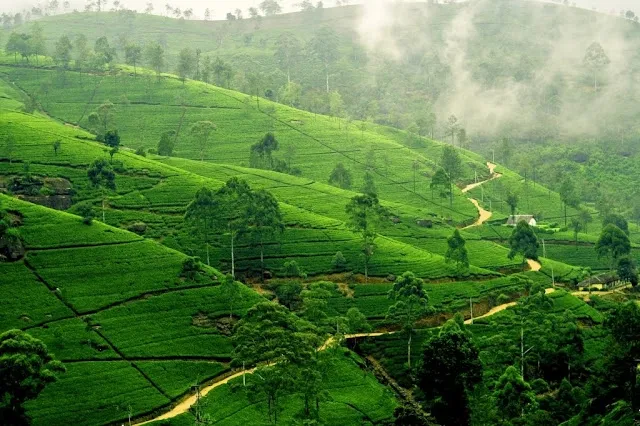 Hill Tracts